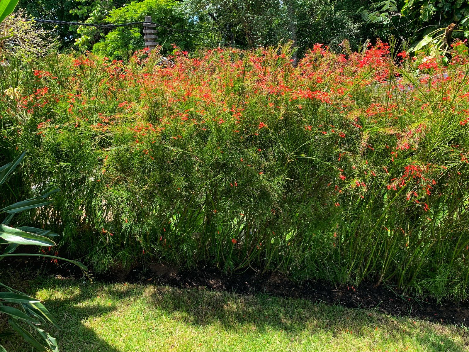 Projeto paisagístico com área verde e plantas ornamentais