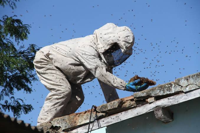 Equipe da Flor do Lácio com EPIs para remoção de abelhas e enxames